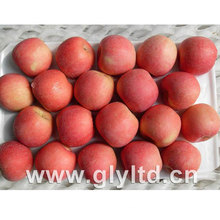 Good Quality Red Fresh FUJI Apple